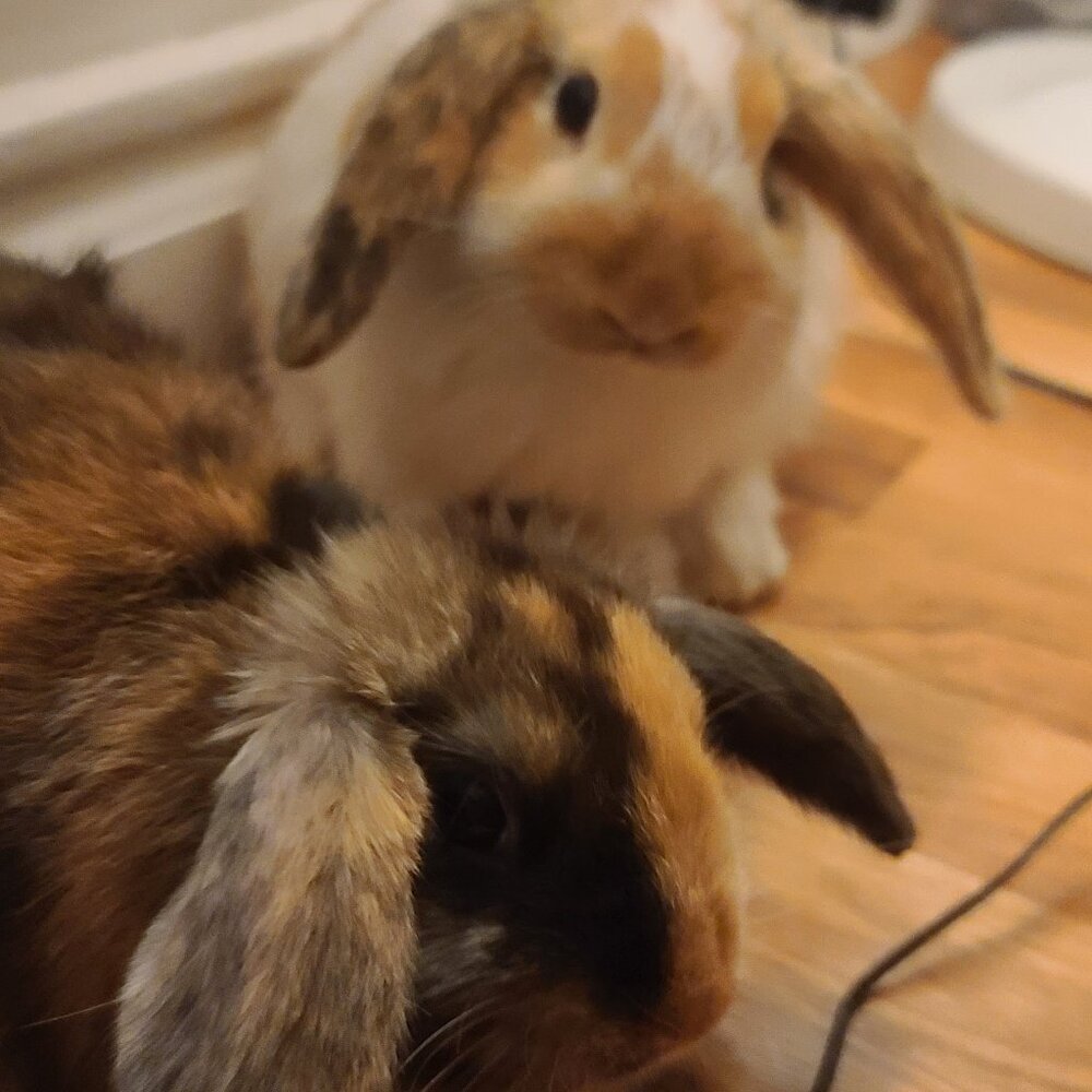 Follow me live shows$5 $7 $12